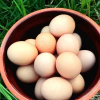 تخم نطفه دار برهما برای دستگاه