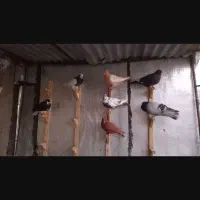 کبوتر و کفتر یا جوجه