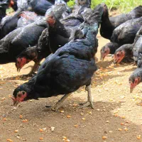 مرغ عربی با بهترین قیمت خرید و فروش