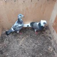 کبوتر|پرنده|بندر ترکمن, |دیوار