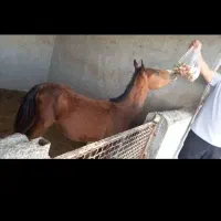 اسب