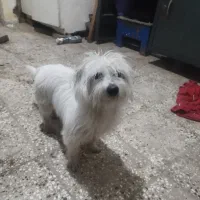 سگ شیتزو تریر