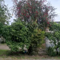 درخت شیشه شور