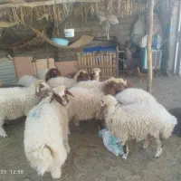 بره کاور تابستانه زرد صادراتی پلدختر
