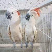 تخم نطفه دار پرنده های سخنگو