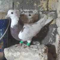 صید طوقی سرخ