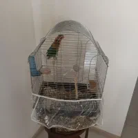 جفت کوتوله برزیلی|پرنده|مشهد, آزادشهر|دیوار