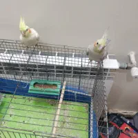 ۲ عدد عروس هلندی|پرنده|خمینی‌شهر, |دیوار