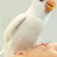 جوجه طوطی برزیلی جم
