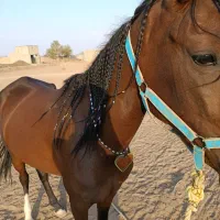 کره مادیون ۲ساله نیمه پرخون شجره دار|اسب و تجهیزات اسب‌سواری|رونیز, |دیوار