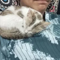 جهت واگذاری گربه dsh رایگان