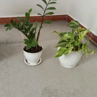 گل اپارتمانی|گل و گیاه طبیعی|رشت, پل تالشان|دیوار