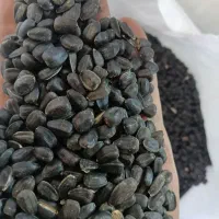 تخمه مشکی