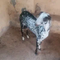 نری داشتی