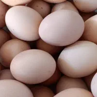 تخم مرغ محلی (سلطانیه )