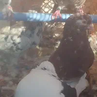 کبوتر انباری