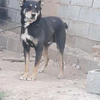 سگ نر دهن پاک