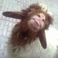 فروش بره