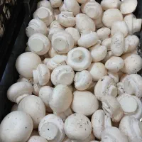 واگذاری-سالن-پرورش-قارچ