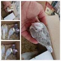دوجفت عروس هلندی