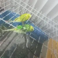 یک جفت مرغ عشق