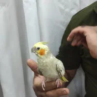 جفت عروس هلندی به شرط مولد|پرنده|اهواز, پردیس|دیوار