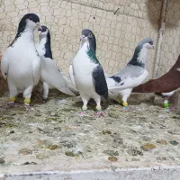 بزک دم سفید کاغذی رنگی سیاه پوش