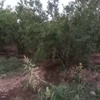 باغچه چهاردیواری دارای استخرودرختان انار|فروش خانه و ویلا|قم, باجک یک|دیوار