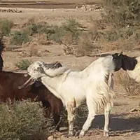 نر سفید قیمت ۱۱۸۰۰