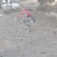 غاز و خروس محلی|حیوانات مزرعه|چمران, |دیوار