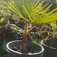 فروش ویژه پالم واشنگتن