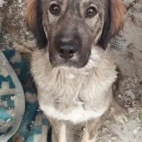 سگ قفقازی ماده