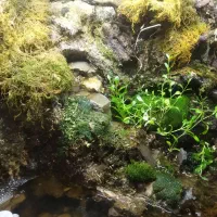 اکواریوم خشکی و آب پالوداریوم با گیاهان زنده