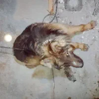 سگ ژرمن جولاین