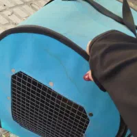 واگذاری سگ اشپیتز|سگ|کرمانشاه, |دیوار