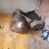 مرغ تخم گذار
