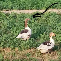 غاز نر فروشی