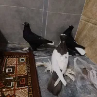 پنج تا کبوتر|پرنده|تبریز, |دیوار