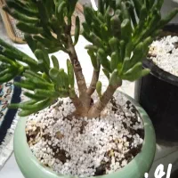 گل.بونسای ثروت وروزی۱۵۰