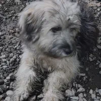 توله سگ شینزو|سگ|صومعه‌سرا, |دیوار