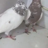 کفتر|پرنده|هشترود, |دیوار