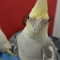 یه جفت عروس هلندی سالم|پرنده|زابل, |دیوار