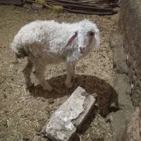 بره ماده