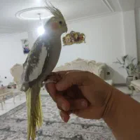 عروس هلندی نر