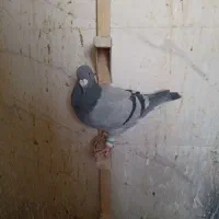 تعدادی کبوتر|پرنده|شیراز, نصر|دیوار