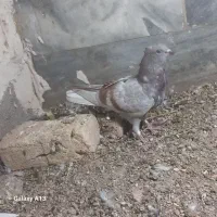 کبوتر|پرنده|زرندیه, |دیوار