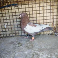 سبز هل پاپر و سینه تافته ای|پرنده|شیراز, رکنآباد|دیوار