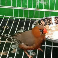 فنچ بلک بادی با تخم و لپ سیاه کینگ|پرنده|مشهد, گلشور|دیوار