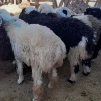 ۴۸بره پروارکم دنبه