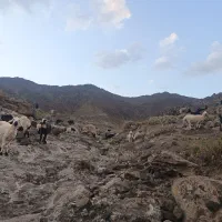 بره نر محلی پروراری